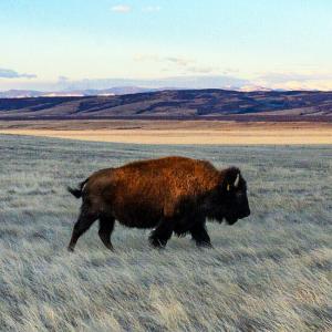 soapstone bison