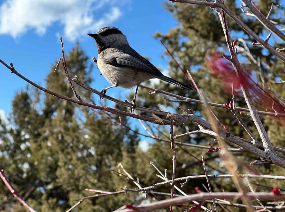 bird sitting on branch