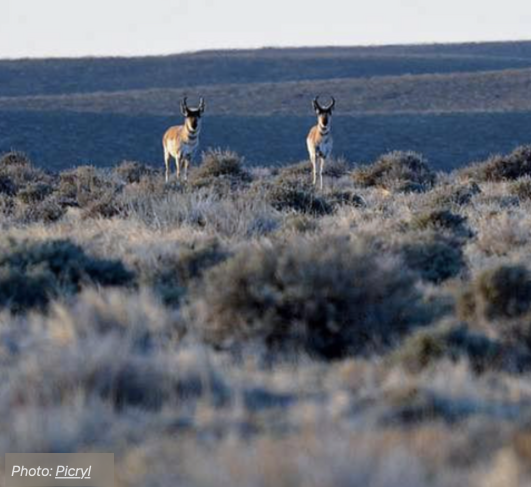 sagebrush_ecosystems