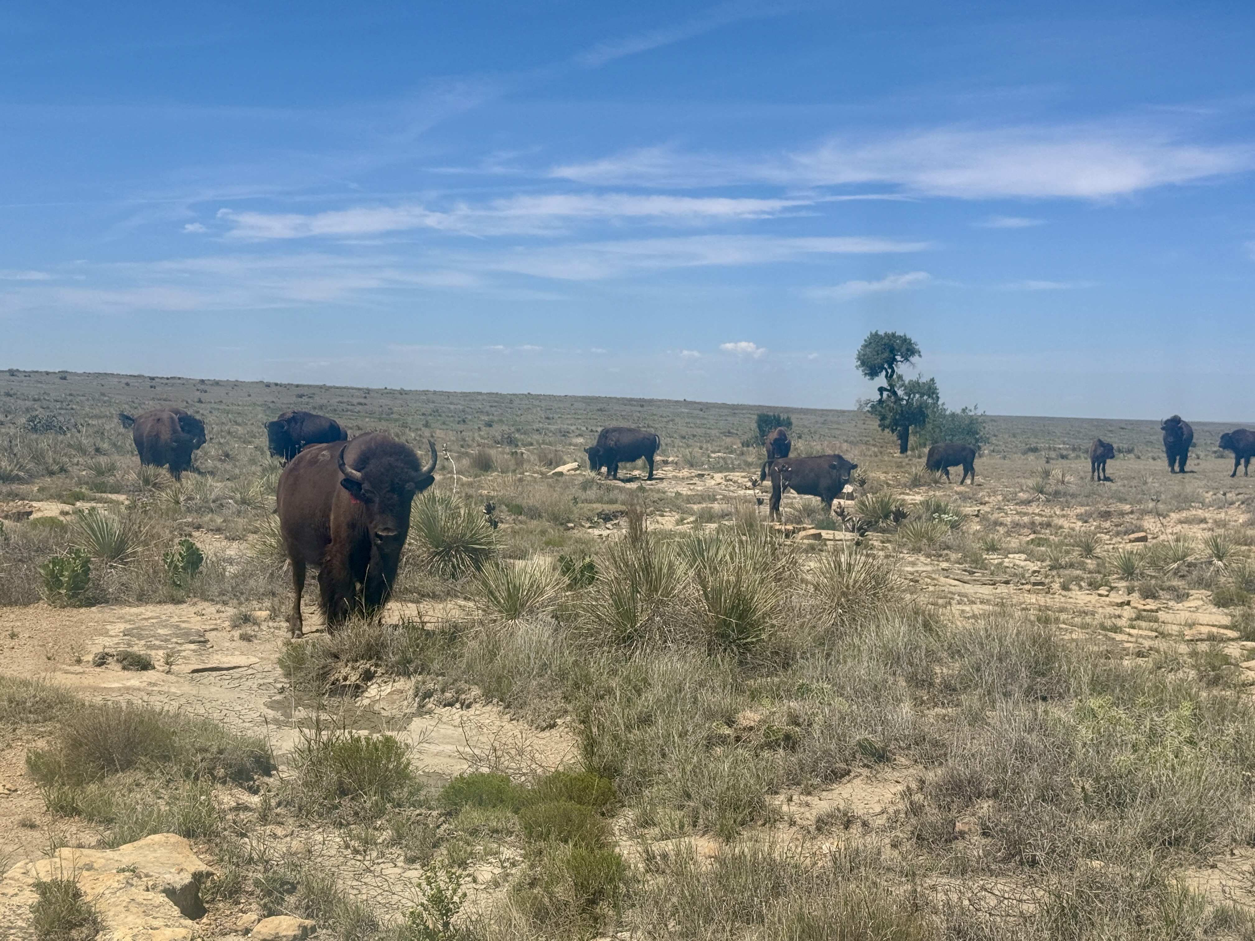 bison