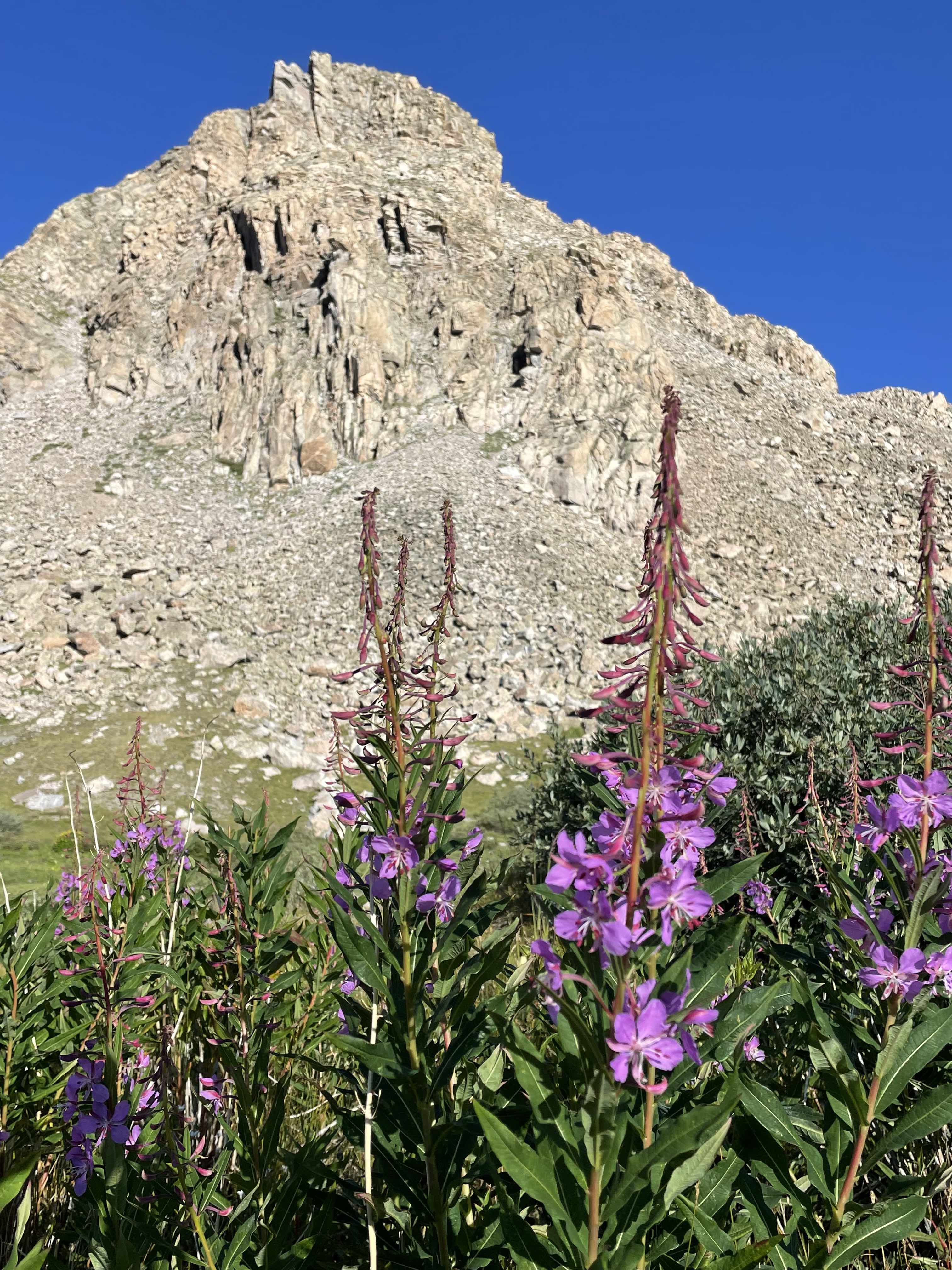 Flower in front of mountain with a rocky 